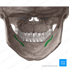 Linha milo-hióidea da mandíbula (Linea mylohyoidea mandibulae); Imagem: Yousun Koh