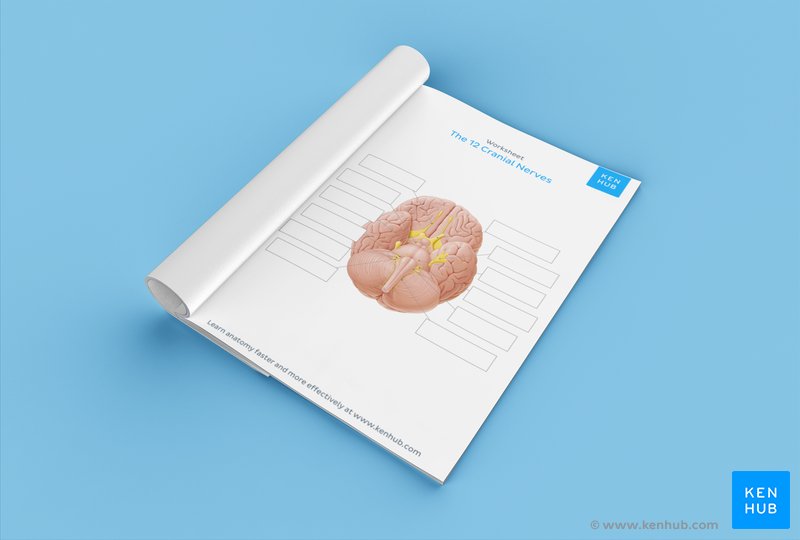 Test your knowledge of the cranial nerves with our unlabeled diagram: Download below!