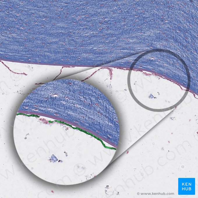 Corneal endothelium; Image: 