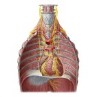 Innervation of the heart
