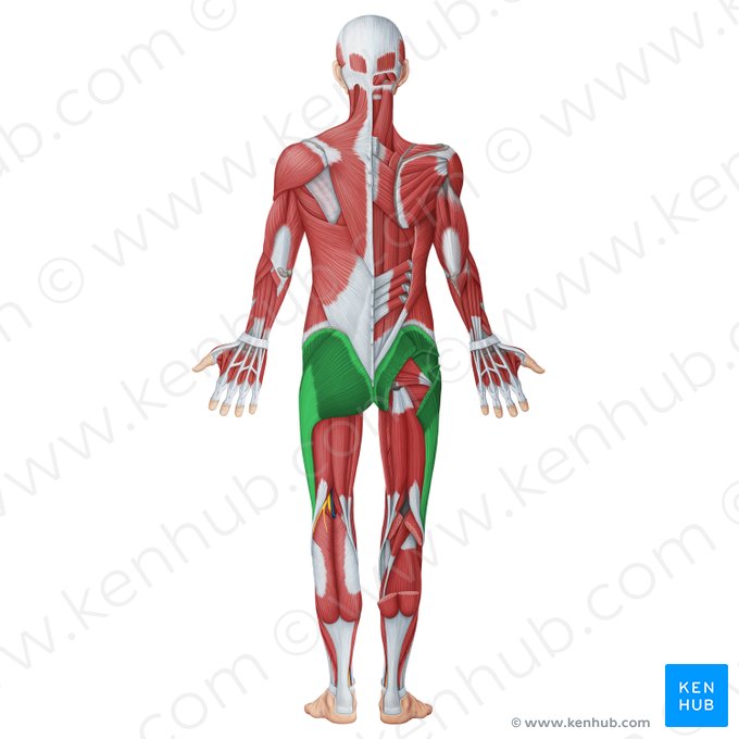 Muscles glutéaux superficiels (Musculi glutei superficiales); Image : Irina Münstermann