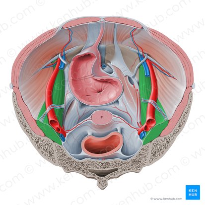 Psoas major muscle (Musculus psoas major); Image: Paul Kim