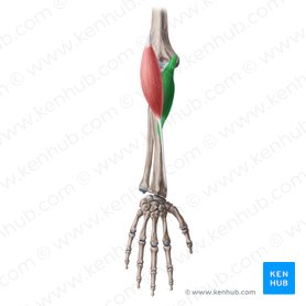Pronator teres muscle (Musculus pronator teres); Image: Yousun Koh