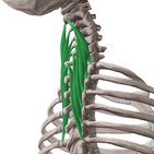 Semispinalis cervicis muscle