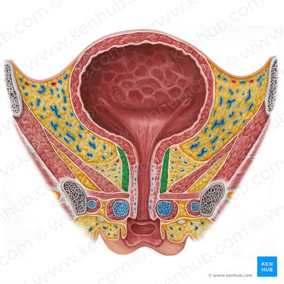 Musculus sphincter externus proprius urethrae femininae (Direkt anliegender Anteil des äußeren Schließmuskels der weiblichen Harnröhre); Bild: Irina Münstermann