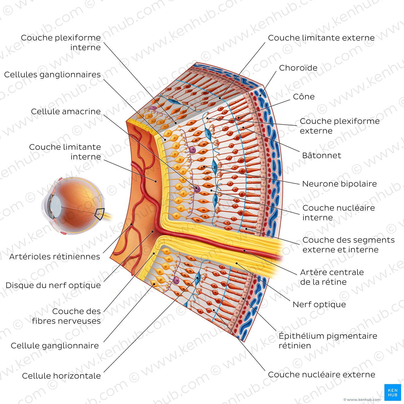 Couches et cellules de la rétine (schéma)