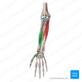 Músculo flexor longo do polegar (Musculus flexor pollicis longus); Imagem: Yousun Koh