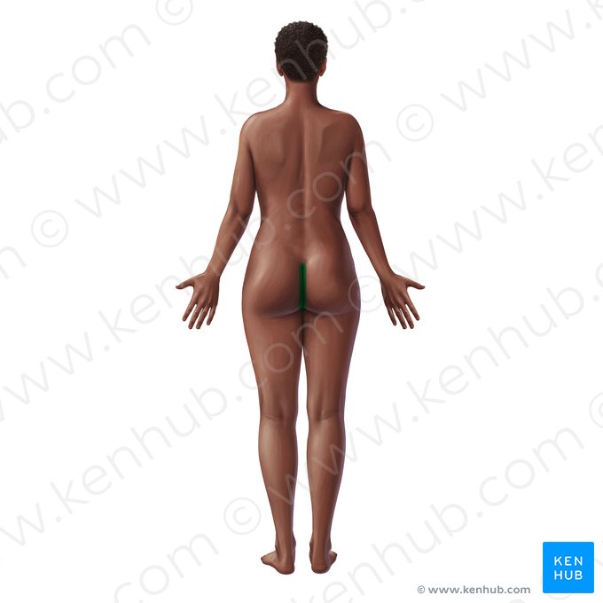 Intergluteal cleft (Crena interglutealis); Image: Paul Kim