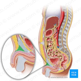 Suspensory ligament of penis (Ligamentum suspensorium penis); Image: Paul Kim