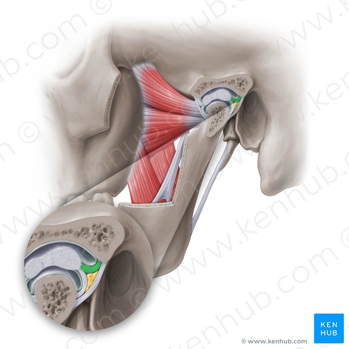 Posterior temporal attachment of articular disc of temporomandibular joint (Insertio temporalis posterior discus articularis); Image: Paul Kim