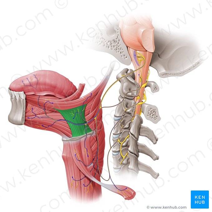 Músculo hioglosso (Musculus hyoglossus); Imagem: Paul Kim