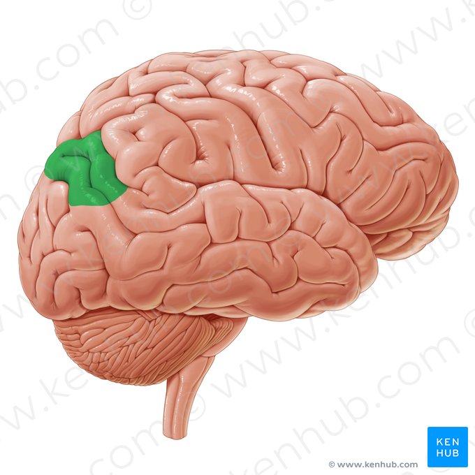 Angular gyrus (Gyrus angularis); Image: Paul Kim