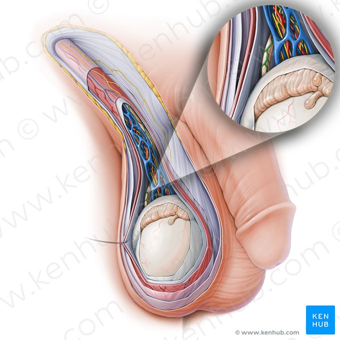 Arteria del conducto deferente (Arteria ductus deferentis); Imagen: Paul Kim