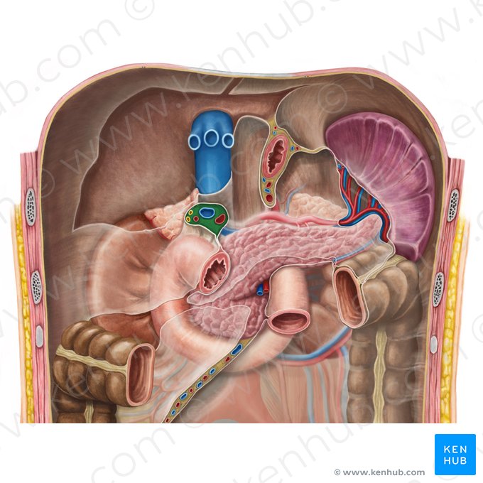 Ligamento hepatoduodenal (Ligamentum hepatoduodenale); Imagem: Irina Münstermann