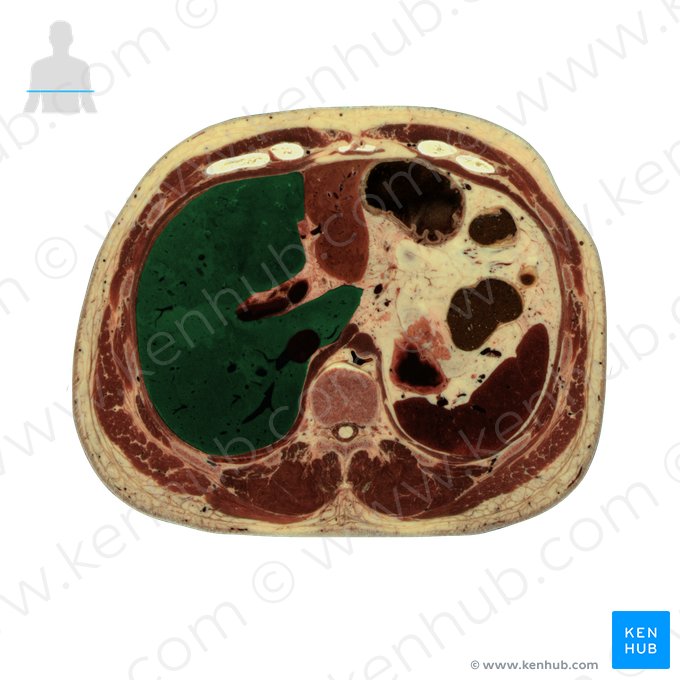 Lobo direito do fígado (Lobus dexter hepatis); Imagem: National Library of Medicine