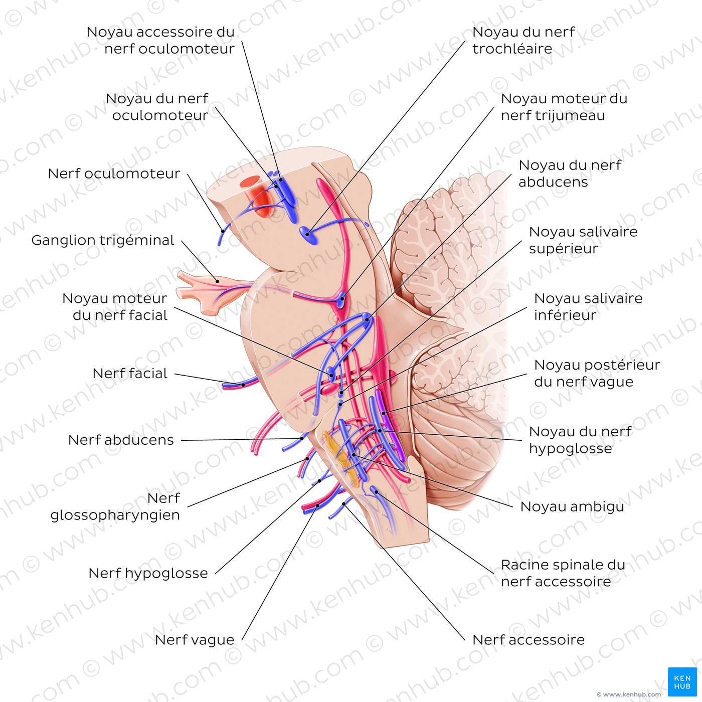 Cranial nerve nuclei - sagittal view (efferent)