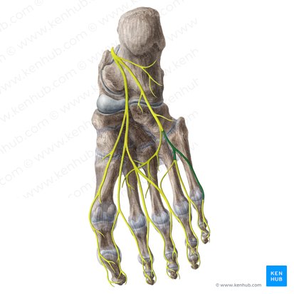 Superficial branch of lateral plantar nerve (Ramus superficialis nervi plantaris lateralis); Image: Liene Znotina