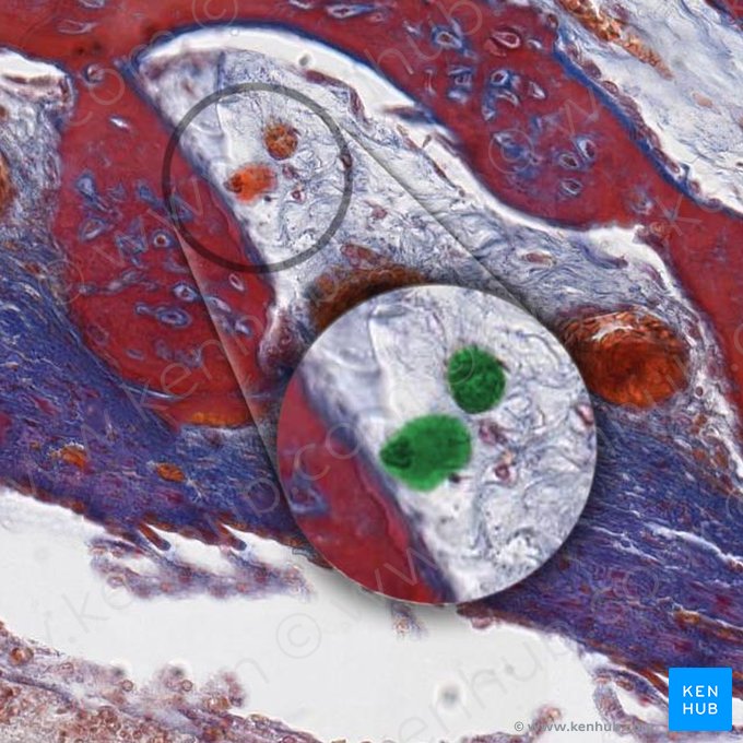 Osteoclasto (Osteoclastus); Imagem: 