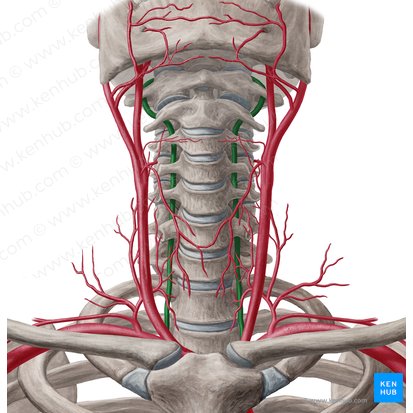 Arteria vertebral (Arteria vertebralis); Imagen: Yousun Koh