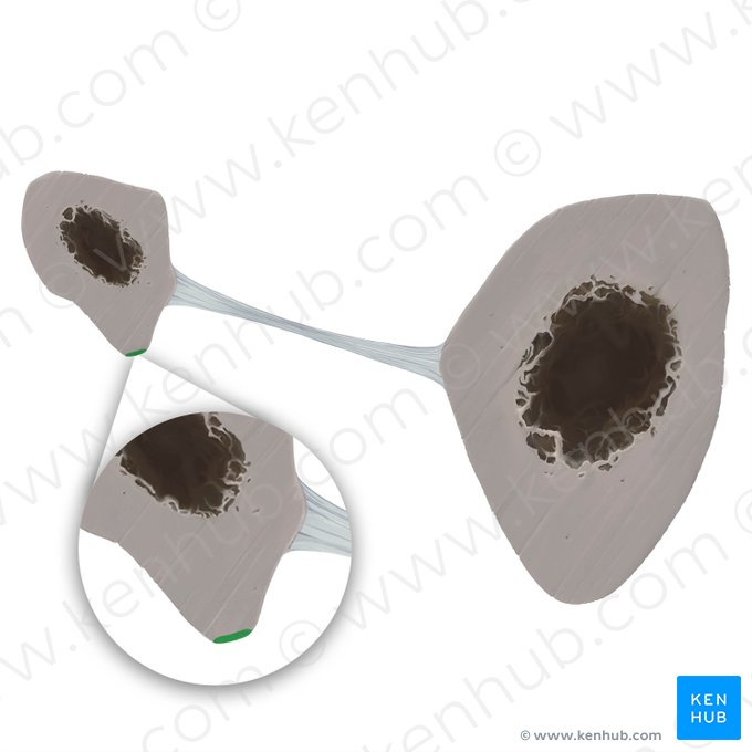 Anterior border of fibula (Margo anterior fibulae); Image: Tal Bavli Ziv