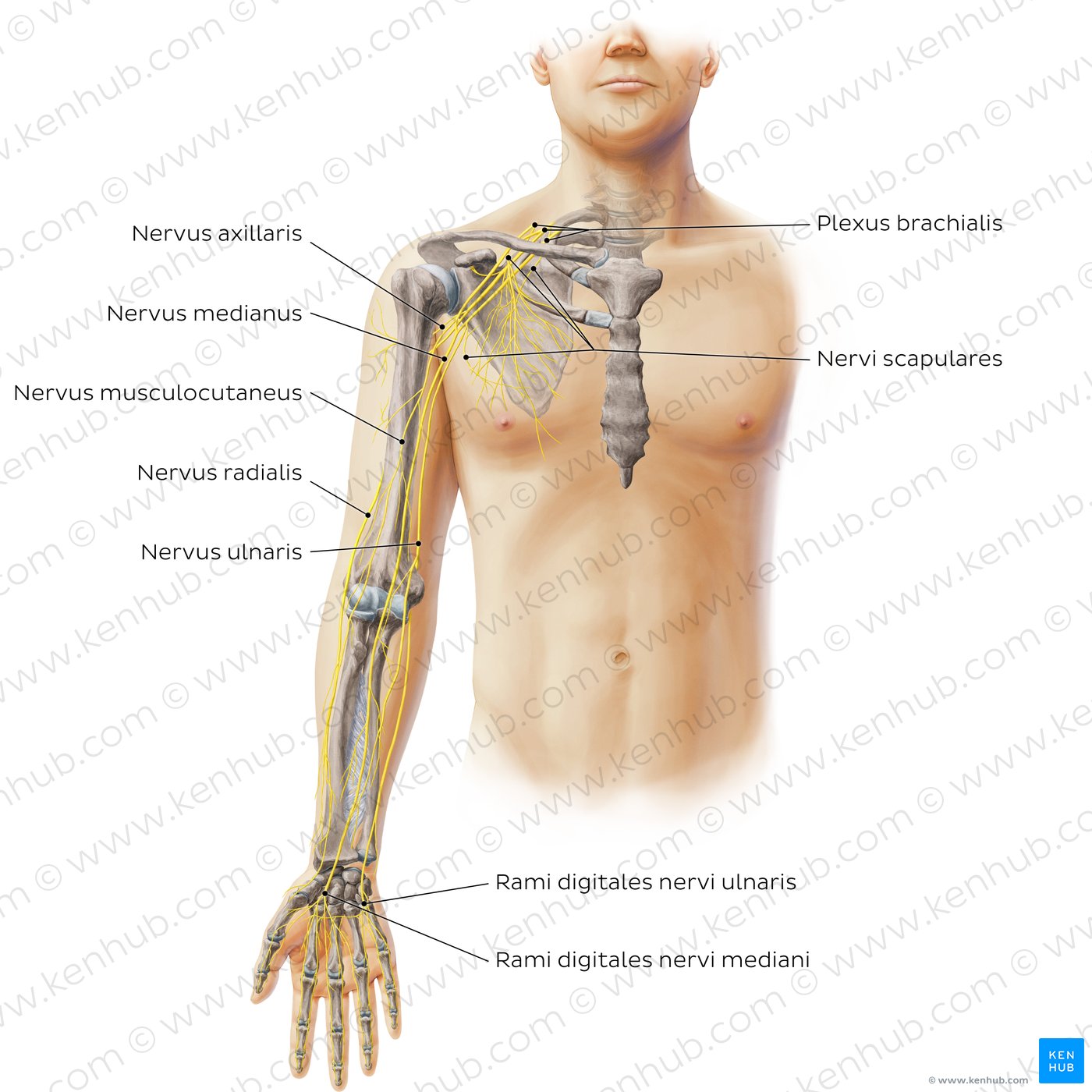 Nerven der oberen Extremität - Anterior