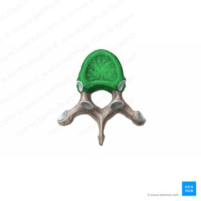 Vertebral body (Corpus vertebrae); Image: Begoña Rodriguez