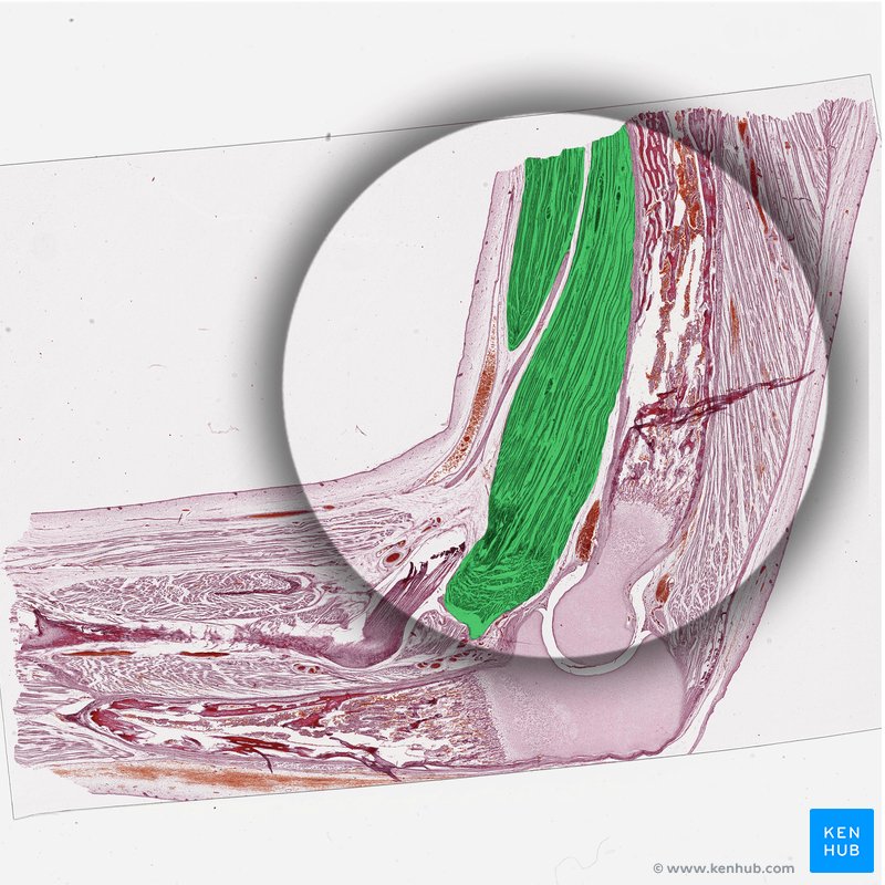 Biceps brachii muscle (green) - histology slide of fetal elbow
