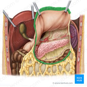 Gastrocolic ligament (Ligamentum gastrocolicum); Image: Esther Gollan