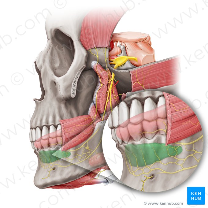 Glándula sublingual (Glandula sublingualis); Imagen: Paul Kim