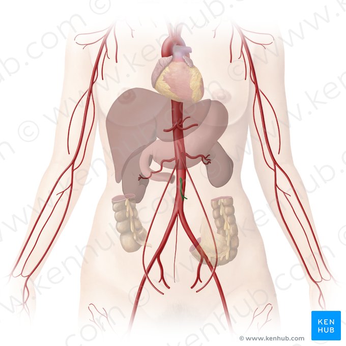 Inferior mesenteric artery (Arteria mesenterica inferior); Image: Begoña Rodriguez