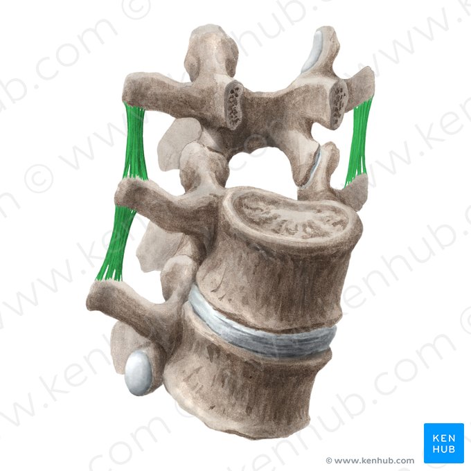 Ligamento intertransversário (Ligamenta intertransversaria); Imagem: Liene Znotina