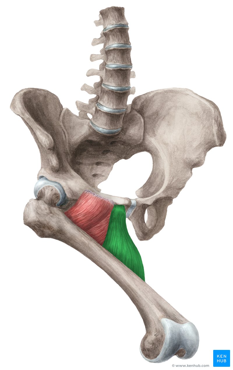 Musculus adductor longus Anatomie und Funktion Kenhub
