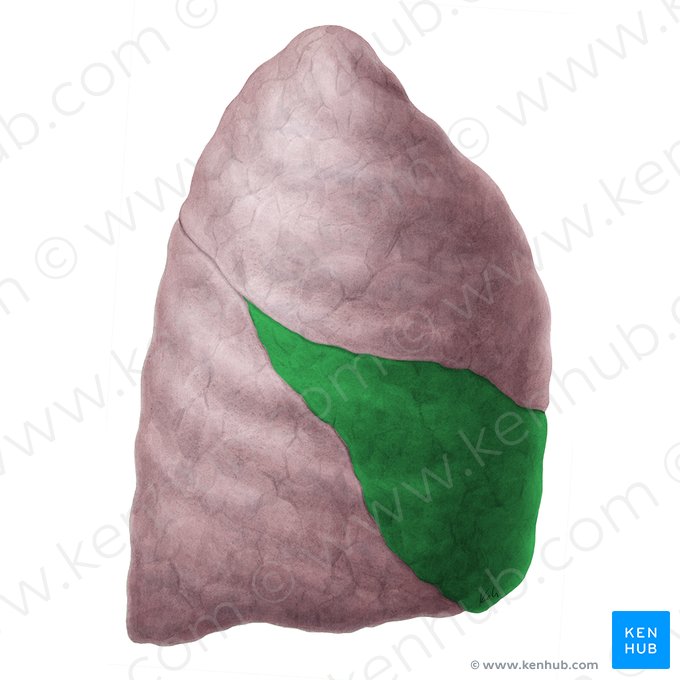 Lobo médio do pulmão direito (Lobus medius pulmonis dextri); Imagem: Yousun Koh