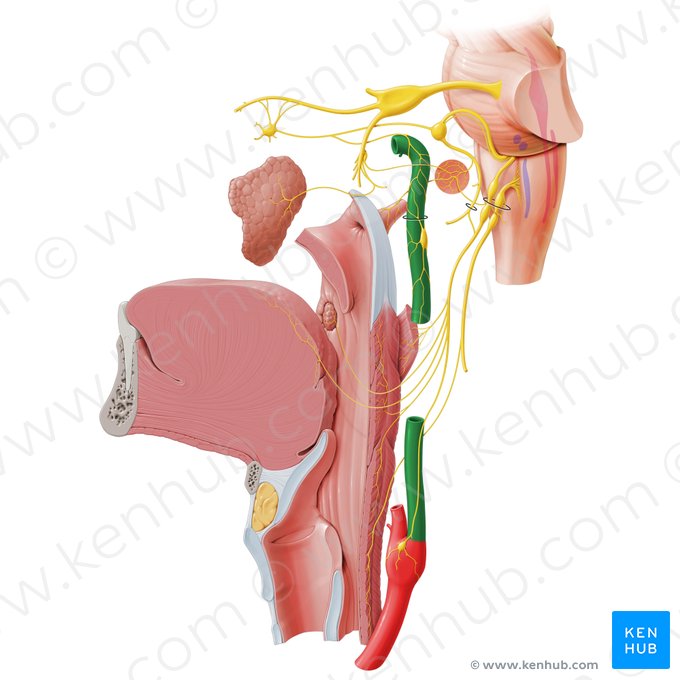 Artéria carótida interna (Arteria carotis interna); Imagem: Paul Kim