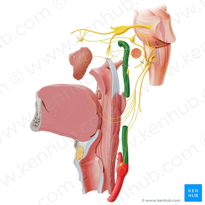 Internal carotid artery (Arteria carotis interna); Image: Paul Kim