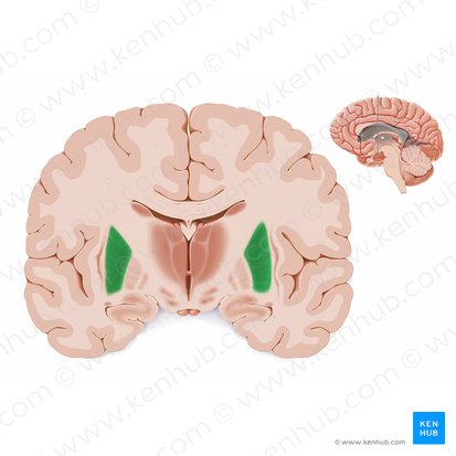Putamen (Äußerer Linsenkern); Bild: Paul Kim