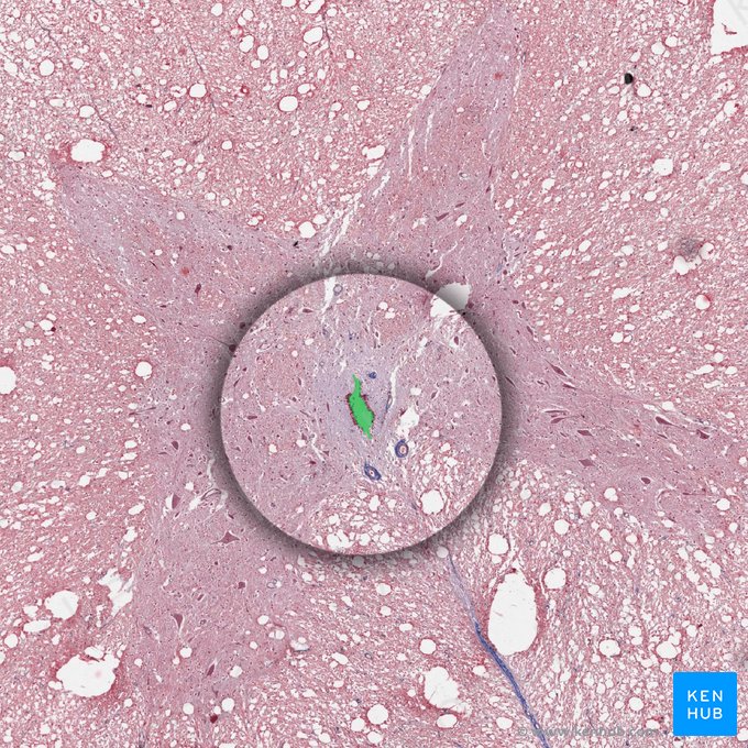 Central canal of spinal cord (Canalis centralis medullae spinalis); Image: 