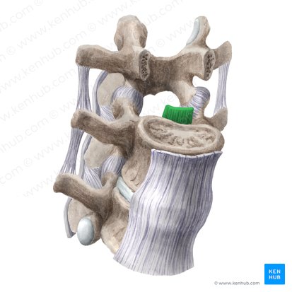 Ligamento longitudinal posterior (Ligamentum longitudinale posterius); Imagen: Liene Znotina
