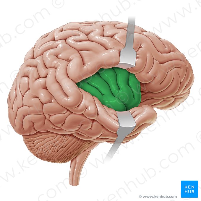 Insular lobe (Insula); Image: Paul Kim