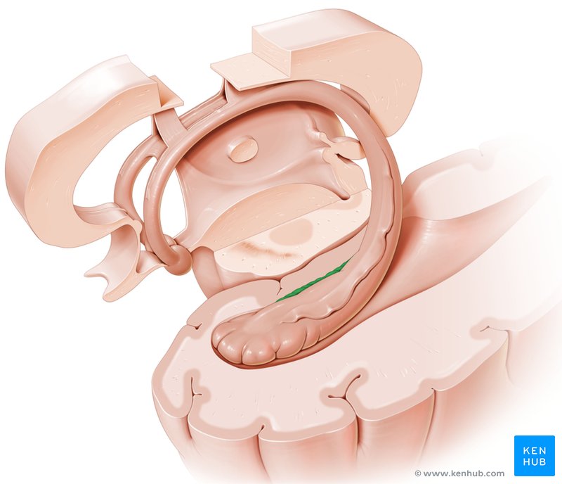 Dentate gyrus: Lateral-left view