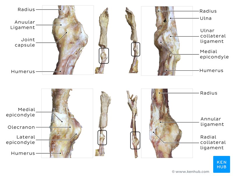 Ligaments of the elbow joint