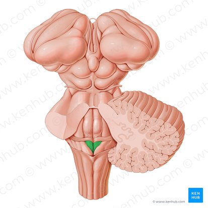 Trígono del nervio hipogloso (Trigonum nervi hypoglossi); Imagen: Paul Kim