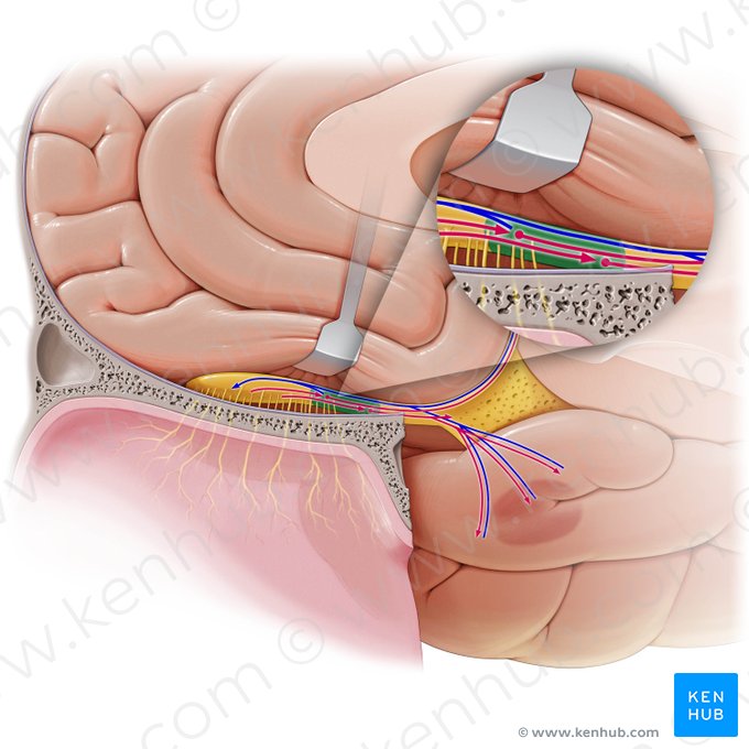 Núcleo olfatório anterior (Nucleus olfactorius anterior); Imagem: Paul Kim