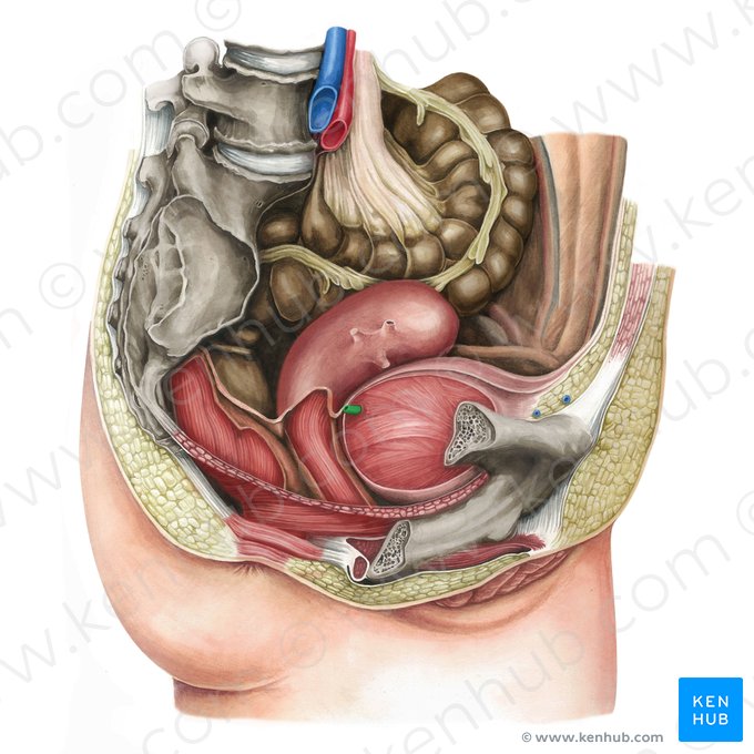 Ureter direito (Ureter dexter); Imagem: Irina Münstermann