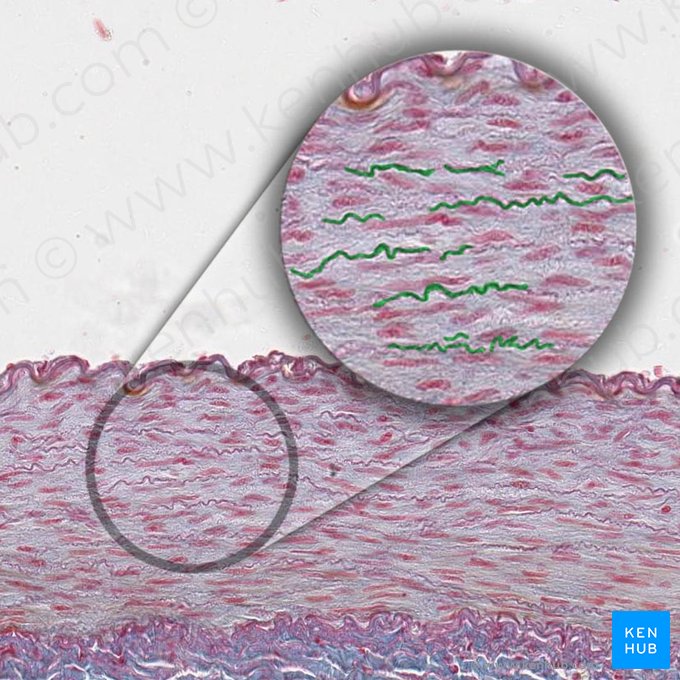 Elastic lamellae (Lamellae elasticae); Image: 