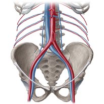 Nervios, vasos y ganglios linfáticos del abdomen