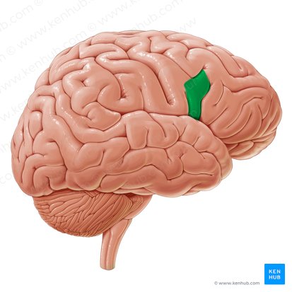 Opercular part of inferior frontal gyrus (Pars opercularis gyri frontalis inferioris); Image: Paul Kim