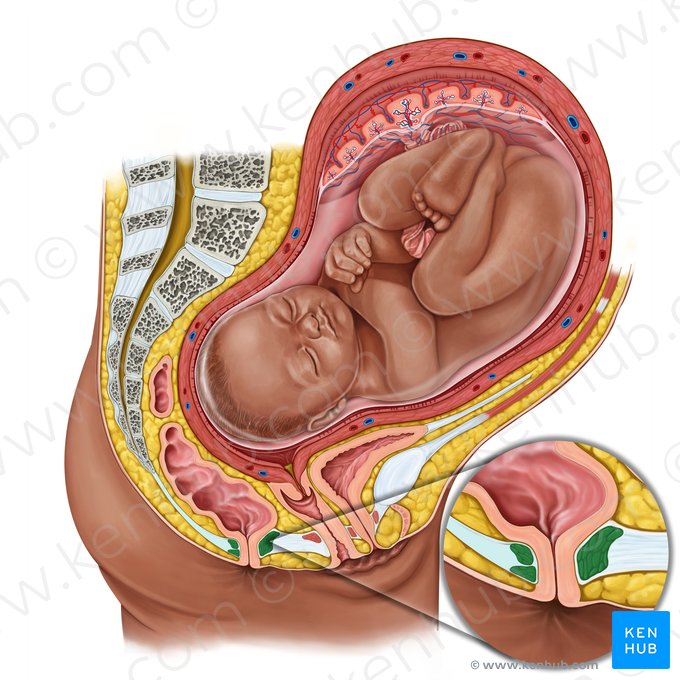 Músculo esfínter interno del ano (Musculus sphincter internus ani); Imagen: Irina Münstermann