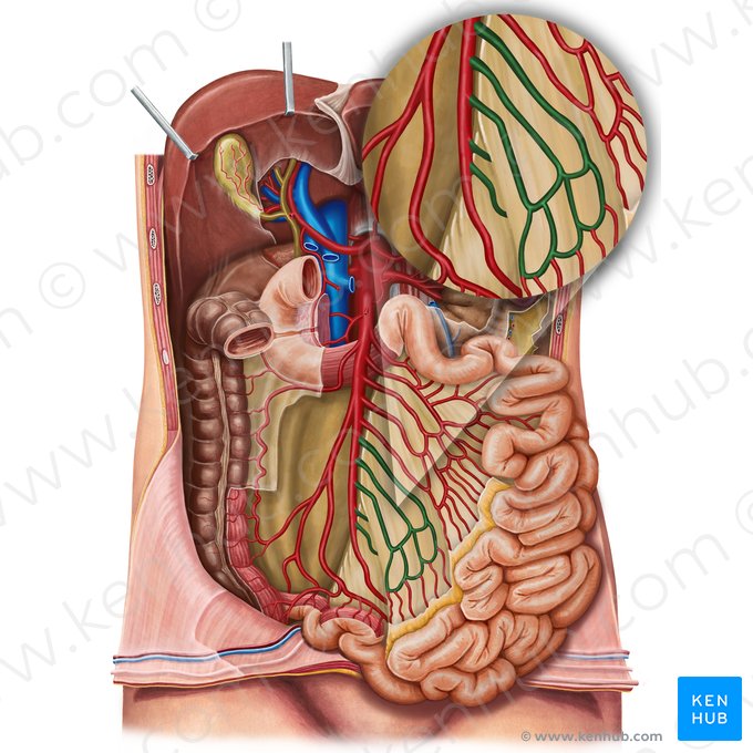 Ileal arteries (Arteriae ileales); Image: Irina Münstermann