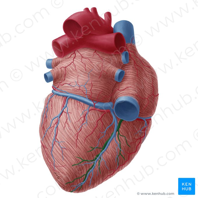 Artéria interventricular posterior (Arteria interventricularis inferior); Imagem: Yousun Koh